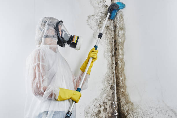 Professional Mold Removal in Buford, GA