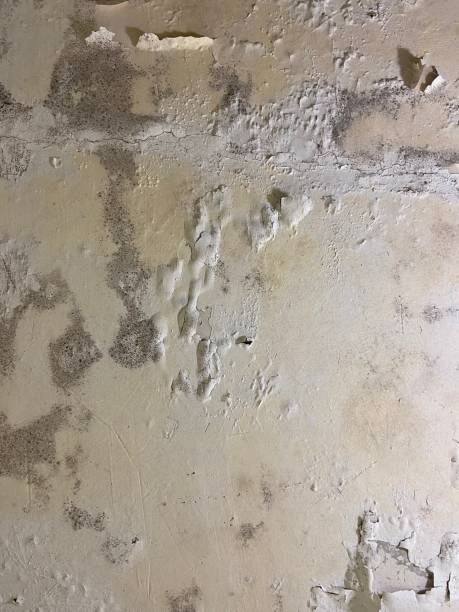 Best Attic Mold Removal  in Buford, GA
