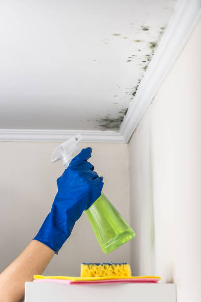 Best Mold Damage Repair  in Buford, GA